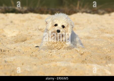 Bichon Frise Stockfoto