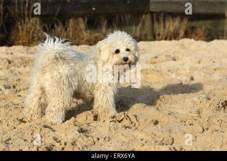 Bichon Frise Stockfoto