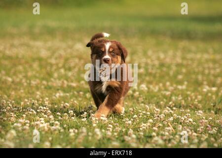 Australian Shepherd Welpen Stockfoto