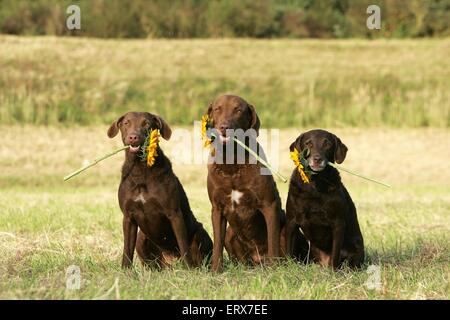 Chesapeake Bay Retriever Stockfoto