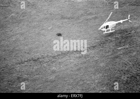 Hercules der Bär, aufgespürt und auf die Abfälle Moorlandschaften von North Uist, in den äußeren Hebriden in Schottland aufgenommen. 14. September 1980. Der Bär wurde mit dem Hubschrauber gejagt. Hercules ist seit 3 Wochen in der Wildnis. Stockfoto