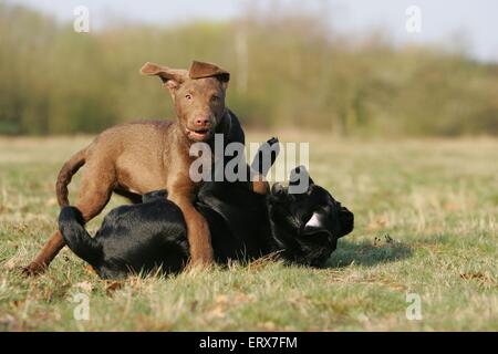 Retriever Welpen Stockfoto