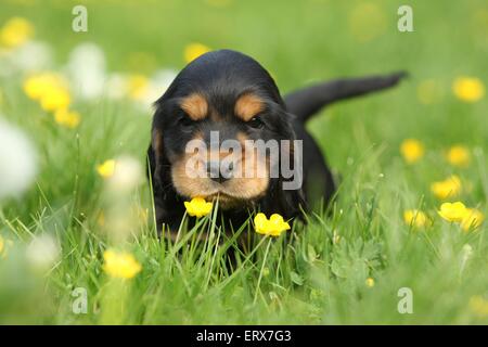 Englischer Cocker Spaniel Welpen Stockfoto