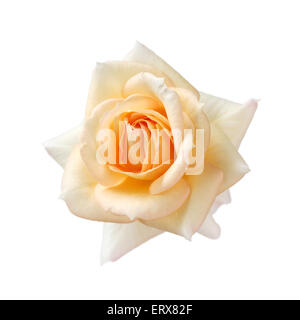 Rose für immer isoliert auf weißem Hintergrund, Apricot Farbe fujisan Stockfoto