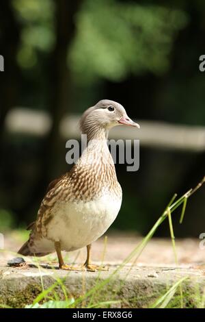 Mandarin Ente Stockfoto