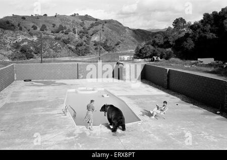 Hercules der Grizzlybär mit Besitzer Andy & Maggie Robin, auf seine neue Heimat in Kalifornien, USA, 10. Februar 1983. Die Verbindung ist in Newhall, 40 Meilen von Los Angeles. Stockfoto