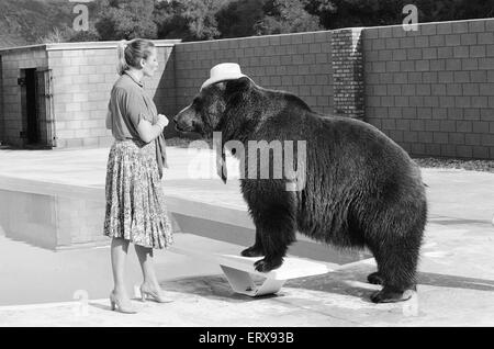 Hercules der Grizzlybär mit Besitzer Andy & Maggie Robin, auf seine neue Heimat in Kalifornien, USA, 10. Februar 1983. Die Verbindung ist in Newhall, 40 Meilen von Los Angeles. Im Bild. Hercules, Cowboy-Hut und schottische Krawatte tragen. Stockfoto