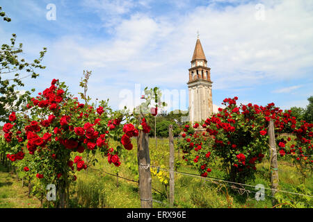 Weinberg und Campanile von Mazzorbo Insel Burano Stockfoto