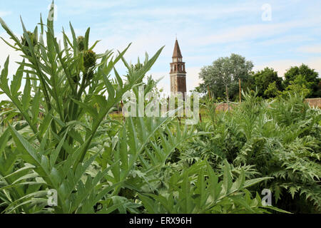 Artischocke, Cynara Cardunculus var Scolymus, Bauernhof auf Mazzorbo Island Stockfoto