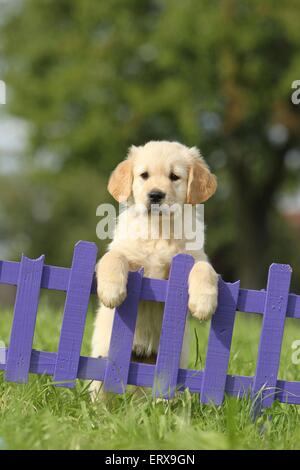 Golden Retriever Welpe Stockfoto