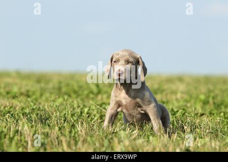 Weimaraner Welpe Stockfoto