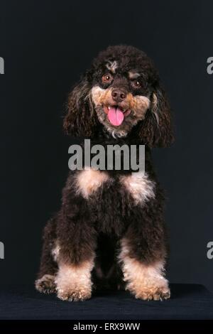 Pudel sitzend Stockfoto