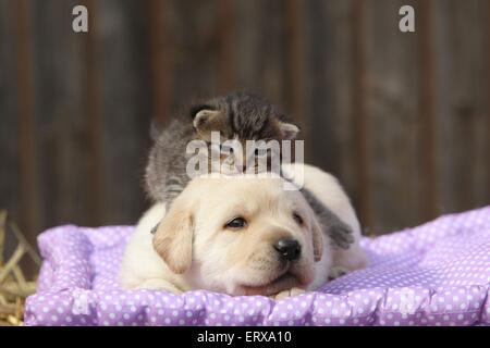 Welpen und Kätzchen Stockfoto