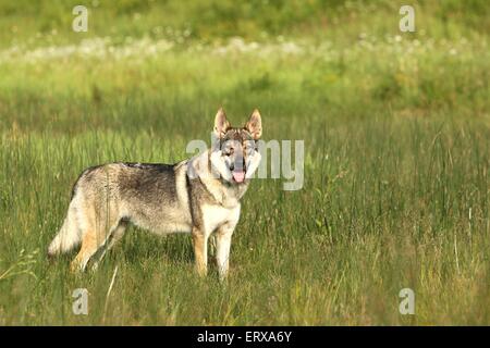 Tschechoslowakischen Wolfshundes stehen Stockfoto