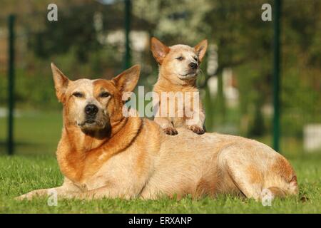 Australian Cattle Dogs Stockfoto