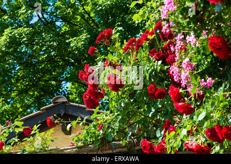 Schweiz, Tessin, Brissago, Rosen Stockfoto