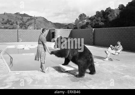 Hercules der Grizzlybär mit Besitzer Andy & Maggie Robin, auf seine neue Heimat in Kalifornien, USA, 10. Februar 1983. Die Verbindung ist in Newhall, 40 Meilen von Los Angeles. Stockfoto