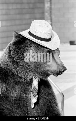 Hercules der Grizzlybär mit Besitzer Andy & Maggie Robin, auf seine neue Heimat in Kalifornien, USA, 10. Februar 1983. Die Verbindung ist in Newhall, 40 Meilen von Los Angeles. Im Bild. Hercules, Cowboy-Hut und schottische Krawatte tragen. Stockfoto