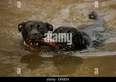 Hunde spielen Stockfoto