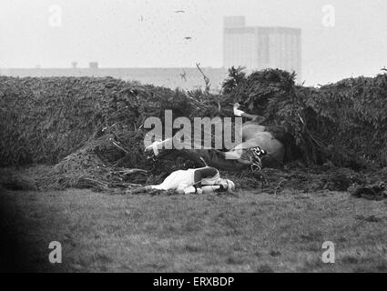 Jockey Paddy Farrell wird von seinem Pferd Grenze Flug am 15. Zaun von der Grand National in Aintree ausgelöst.  Farrell brach den Rücken bei dem Unfall und war an den Rollstuhl gefesselt. 21. März 1964. Stockfoto