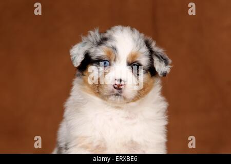 Australian Shepherd Welpen Stockfoto