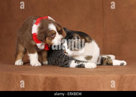 Katze und Hund Stockfoto