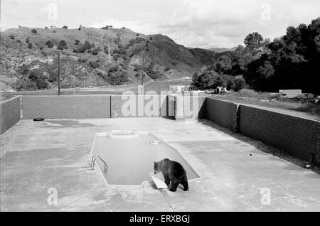 Hercules der Grizzlybär mit Besitzer Andy & Maggie Robin, auf seine neue Heimat in Kalifornien, USA, 10. Februar 1983. Die Verbindung ist in Newhall, 40 Meilen von Los Angeles. Stockfoto