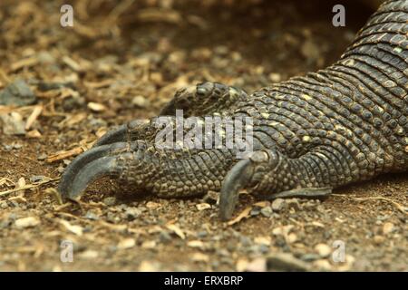 Komodo dragon Stockfoto