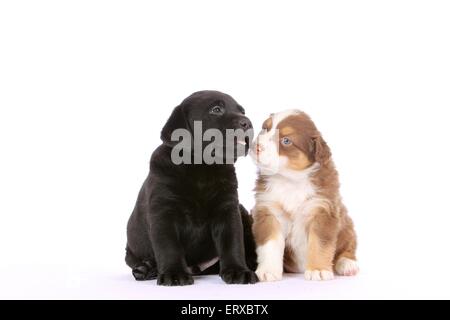 2 Welpen Stockfoto