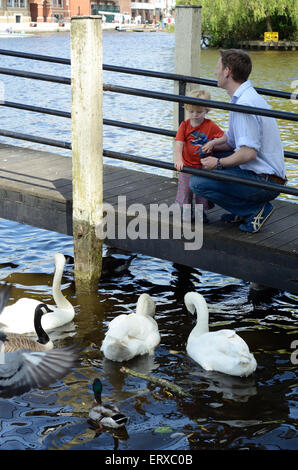 Einem Vater und seinem kleinen Sohn füttern die Schwäne, Enten und Gänse auf der Themse. Stockfoto