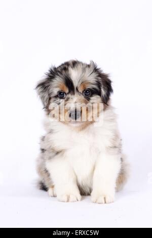 Miniatur Australian Shepherd Welpen Stockfoto