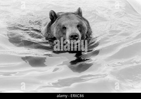 Hercules der Grizzlybär mit Besitzer Andy & Maggie Robin, auf seine neue Heimat in Kalifornien, USA, 10. Februar 1983. Die Verbindung ist in Newhall, 40 Meilen von Los Angeles. Stockfoto