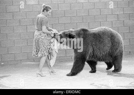 Hercules der Grizzlybär mit Besitzer Andy & Maggie Robin, auf seine neue Heimat in Kalifornien, USA, 10. Februar 1983. Die Verbindung ist in Newhall, 40 Meilen von Los Angeles. Im Bild. Herkules nimmt einen Bissen von Maggies Kleid. Stockfoto