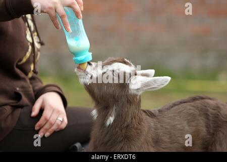 junge Ziege Stockfoto