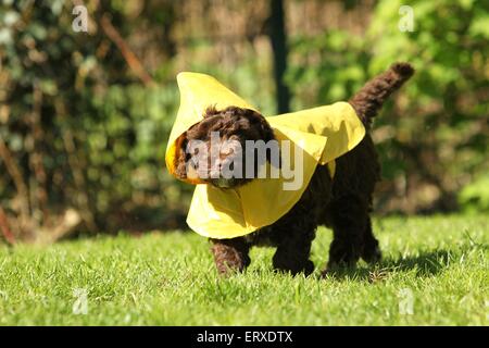 Perro de Agua Español Welpen Stockfoto