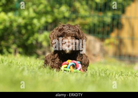 Perro de Agua Español Welpen Stockfoto