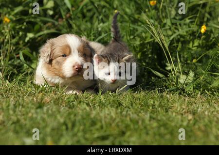 Australian Shepherd Welpen und Kätzchen Stockfoto