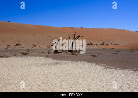 Tod-Baum mit roten Dünen von Hidden Vlei, Sossusvlei Namibia Stockfoto