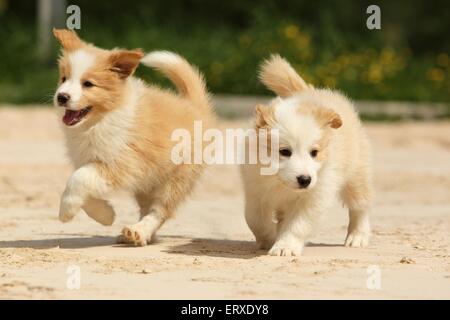 Border-Collie-Welpen Stockfoto