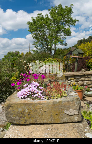 Alpines gepflanzt in einem Stein Garten Waschbecken Stockfoto, Bild