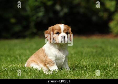 Cavalier King Charles Spaniel Welpen Stockfoto