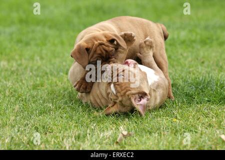 Olde English Bulldogge Welpen Stockfoto