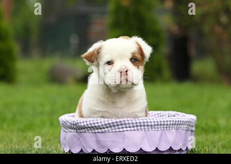 Olde English Bulldogge Welpen Stockfoto