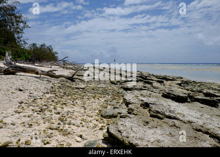 Bei Lady Musgrave Island Stockfoto