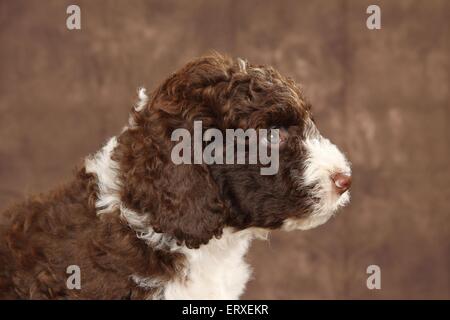 Perro de Agua Español Welpen Stockfoto