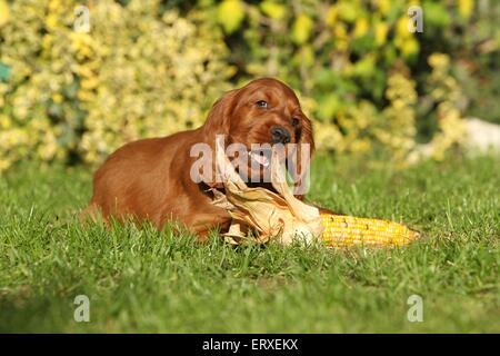 Irish Red Setter Welpen Stockfoto