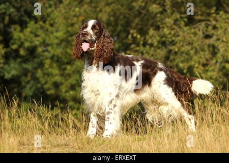 Englisch Springer Spaniel Stockfoto