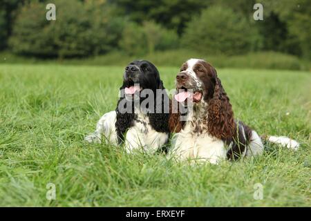 2 English Springer Spaniel Stockfoto