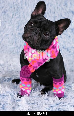 Französische Bulldogge sitzend Stockfoto