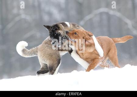 2 junge Hunde Stockfoto